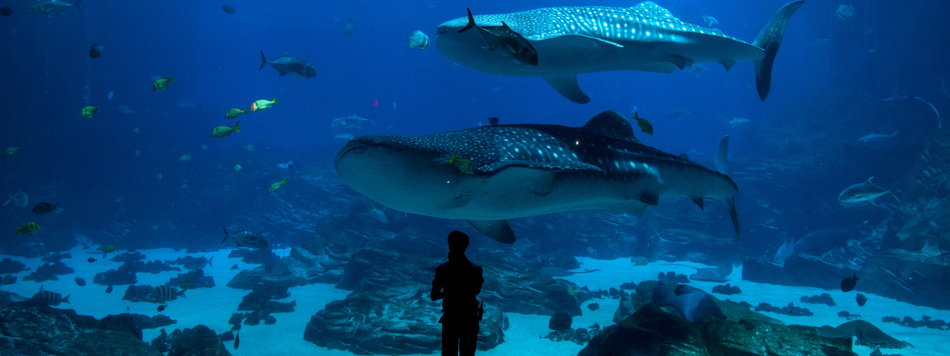 Georgia Aquarium - Atlanta