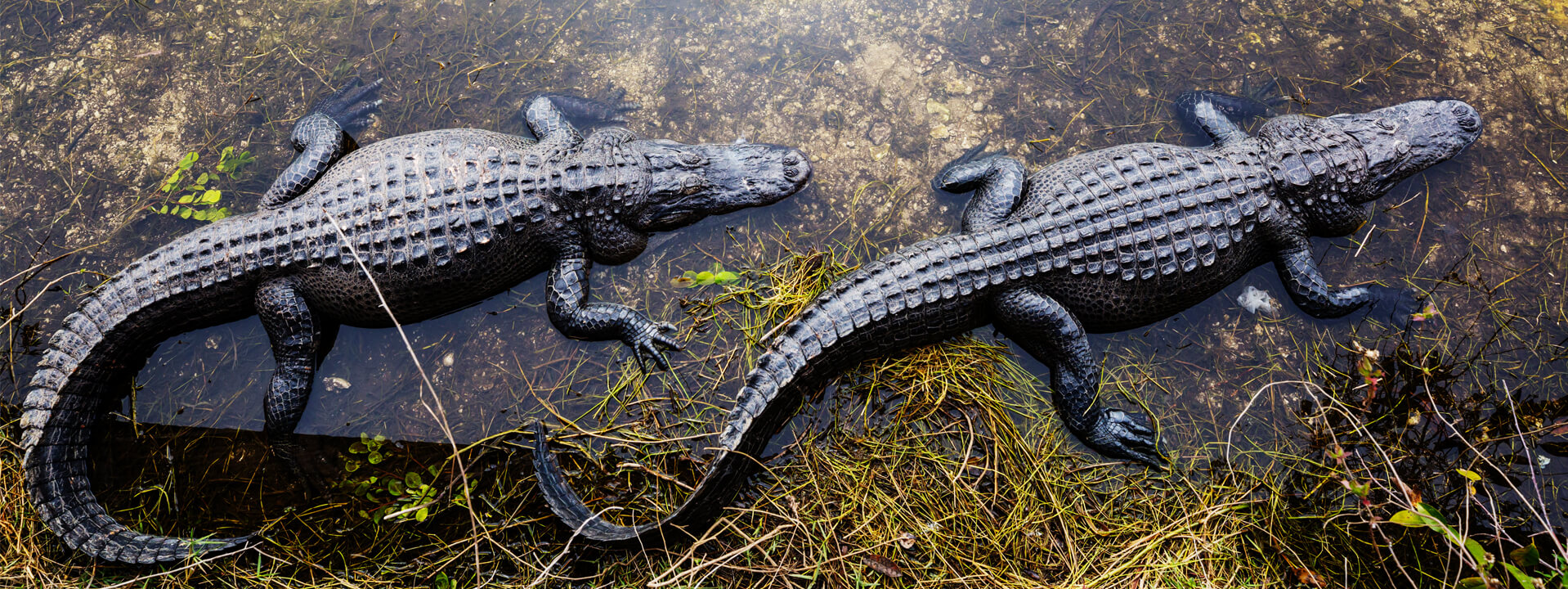 Florida Everglades Airboat Tour