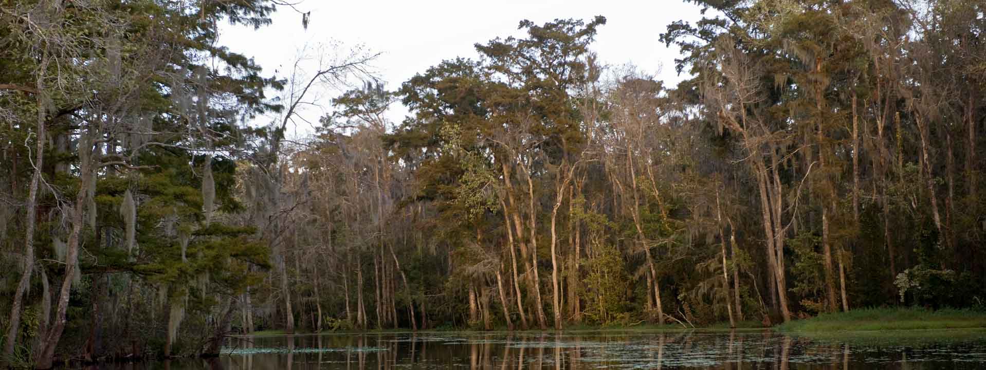 Cajun Bayou & Swamp Tour - New Orleans