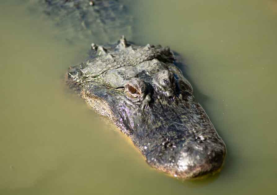 New Orleans Swamp & Bayou Tours