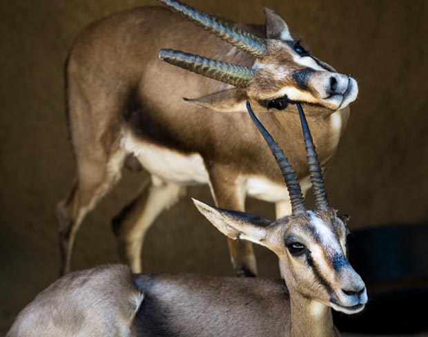 San Diego Zoo - Balboa Park