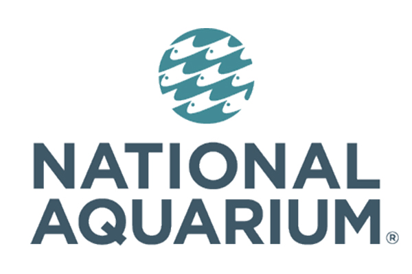 Things to Do in Baltimore - National Aquarium 