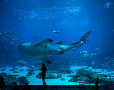 Things to Do in Baltimore - National Aquarium 