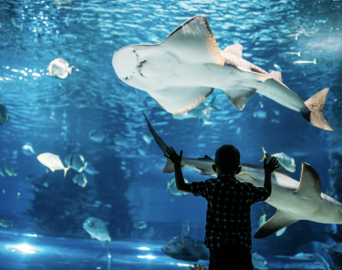 Things to Do in Baltimore - National Aquarium 