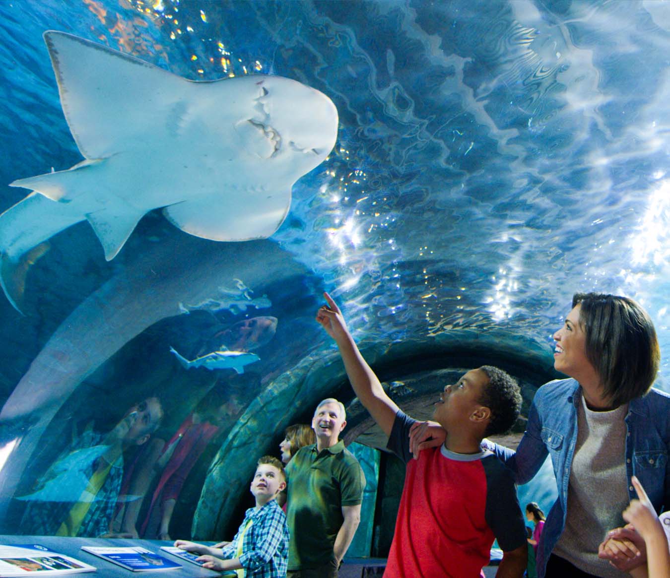 Things to Do in Cincinnati - Newport Aquarium 