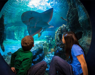 Newport Aquarium - Cincinnati 