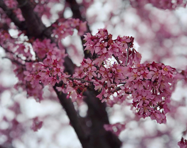 Things to Do in Columbus - Franklin Park Conservatory and Botanical Gardens