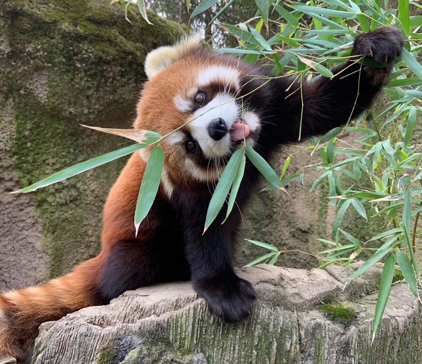 Things to Do in Columbus - Columbus Zoo and Aquarium