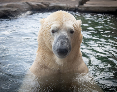 Things to Do in Columbus - Columbus Zoo and Aquarium