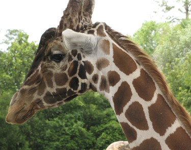 Things to Do in Jacksonville - Jacksonville Zoo and Gardens