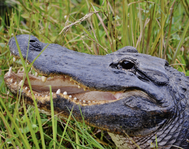 Things to Do in Miami - Florida Everglades Tour