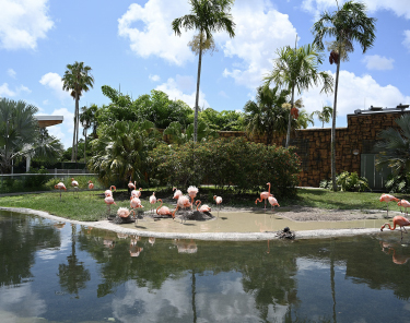 Things to Do in Miami - Zoo Miami