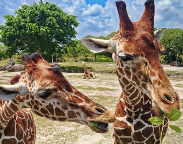 Things to Do in Miami - Zoo Miami