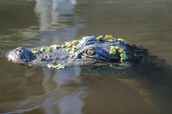 Things to Do in New Orleans - Gator Tour 