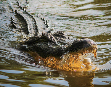 Things to Do in New Orleans - Gator Tour 