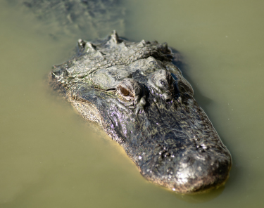 Things to Do in Orlando - Wild Florida Airboat Ride 