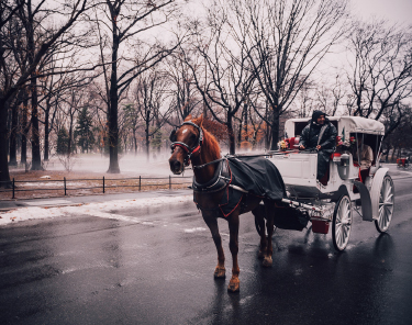 Things to Do in New York City - Central Park