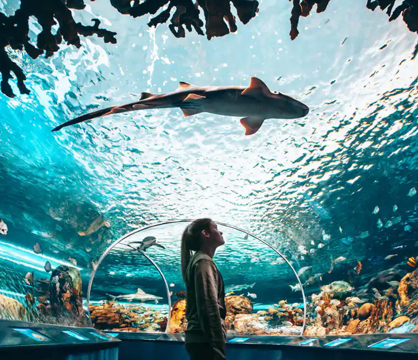 Things to Do in Toronto - Ripley’s Aquarium 