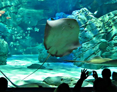 Things to Do in Toronto - Ripley's Aquarium
