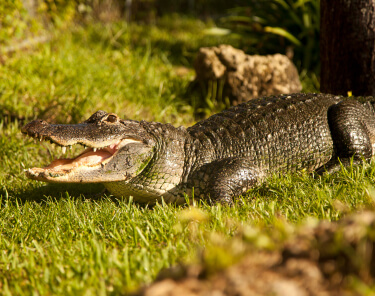 Things to Do in Sunrise Florida - Everglades - Sawgrass Recreation Park