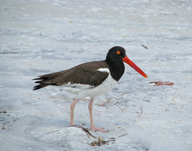 Things to Do in Dunedin - Clearwater Florida - Caladesi Island State Park