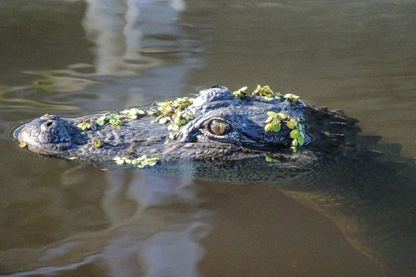 Things to Do in New Orleans - Gator Tour